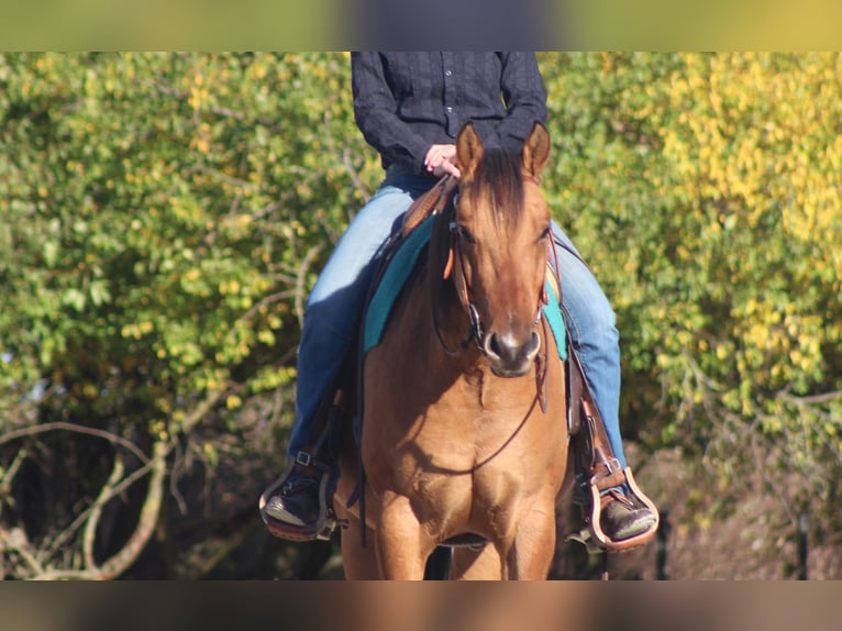 American Quarter Horse Castrone 4 Anni 152 cm in Neustadt am Rübenberge