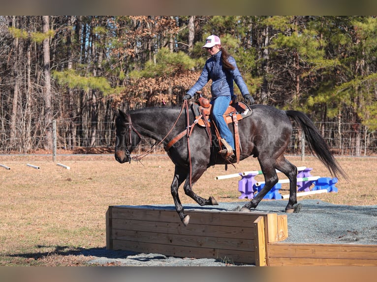 American Quarter Horse Castrone 4 Anni 152 cm Roano blu in Clover, SC