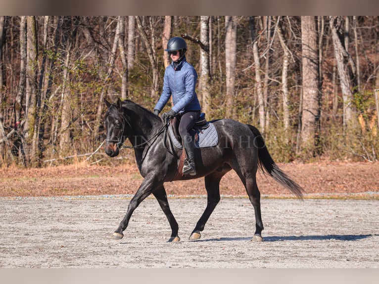 American Quarter Horse Castrone 4 Anni 152 cm Roano blu in Clover, SC