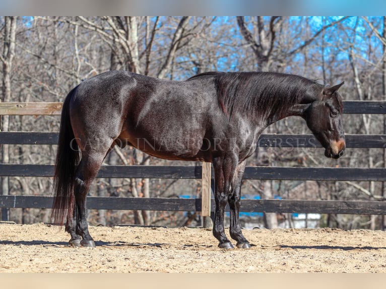 American Quarter Horse Castrone 4 Anni 152 cm Roano blu in Clover, SC