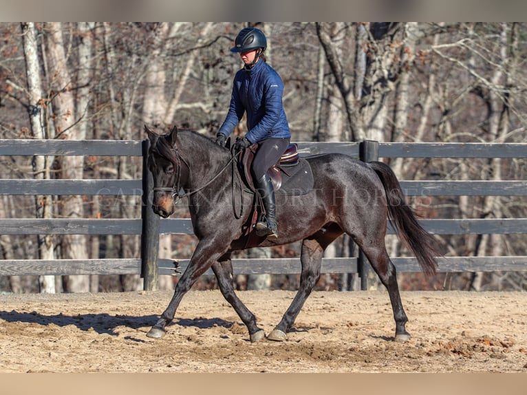 American Quarter Horse Castrone 4 Anni 152 cm Roano blu in Clover, SC