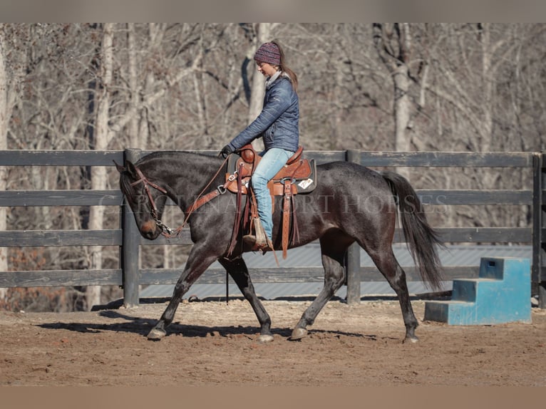 American Quarter Horse Castrone 4 Anni 152 cm Roano blu in Clover, SC