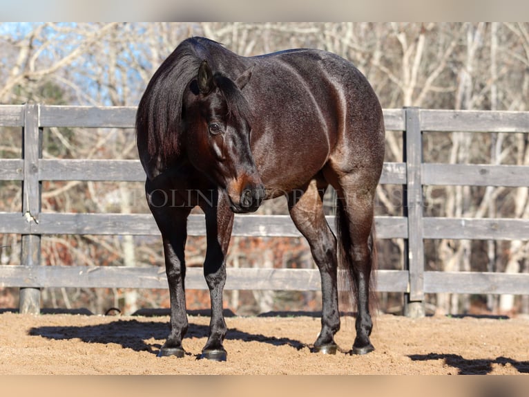 American Quarter Horse Castrone 4 Anni 152 cm Roano blu in Clover, SC