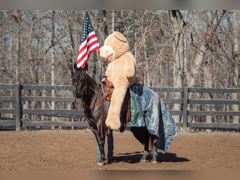 American Quarter Horse Castrone 4 Anni 152 cm Roano blu in Clover, SC