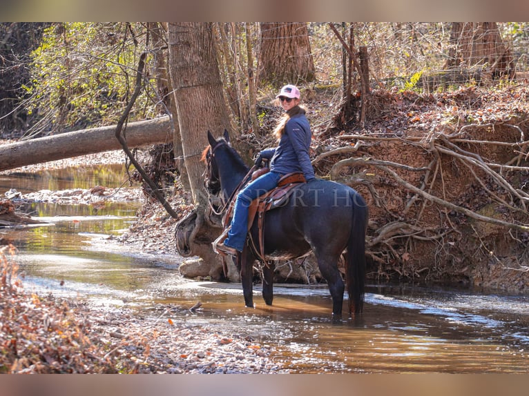 American Quarter Horse Castrone 4 Anni 152 cm Roano blu in Clover, SC