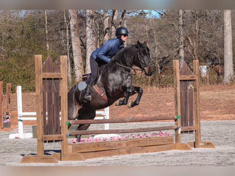 American Quarter Horse Castrone 4 Anni 152 cm Roano blu in Clover, SC