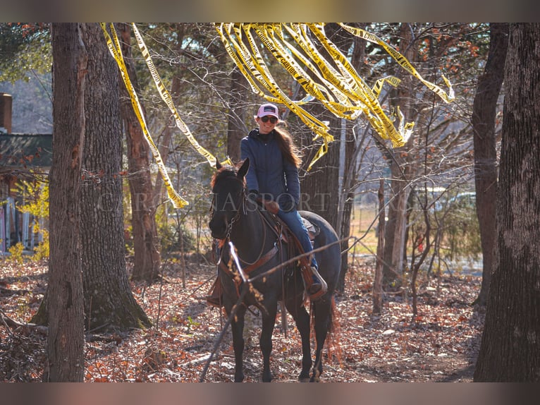 American Quarter Horse Castrone 4 Anni 152 cm Roano blu in Clover, SC