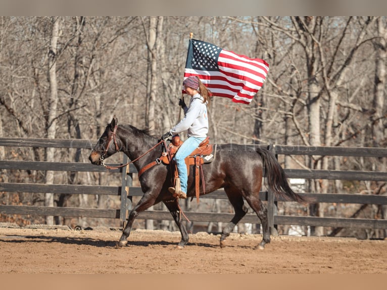 American Quarter Horse Castrone 4 Anni 152 cm Roano blu in Clover, SC