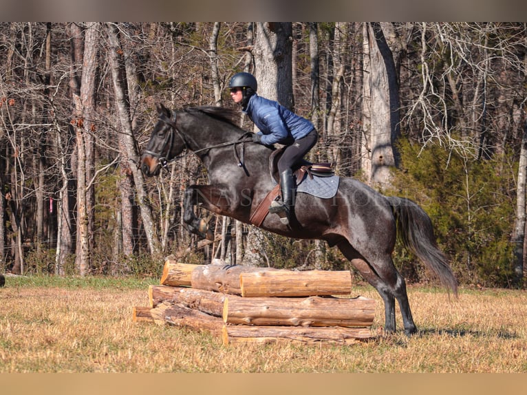 American Quarter Horse Castrone 4 Anni 152 cm Roano blu in Clover, SC