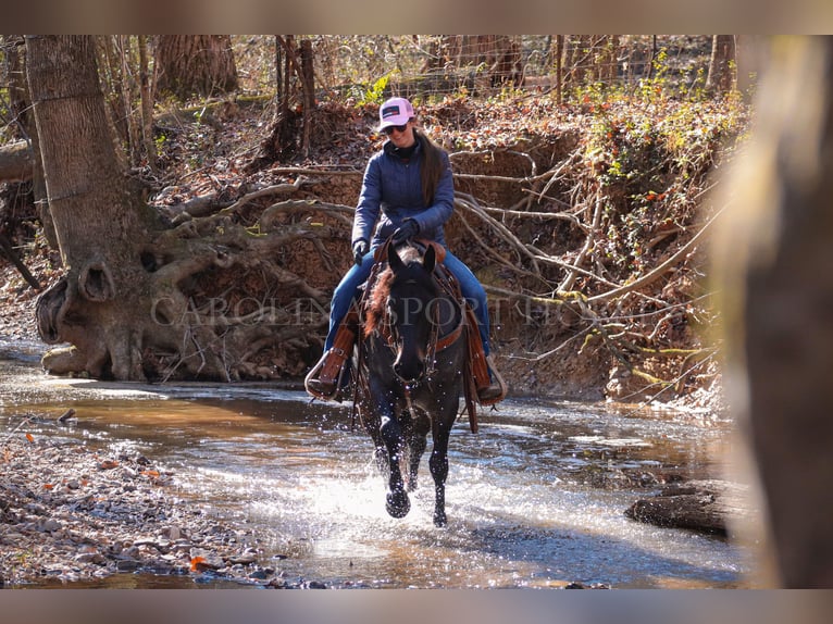 American Quarter Horse Castrone 4 Anni 152 cm Roano blu in Clover, SC