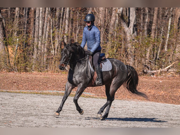 American Quarter Horse Castrone 4 Anni 152 cm Roano blu in Clover, SC