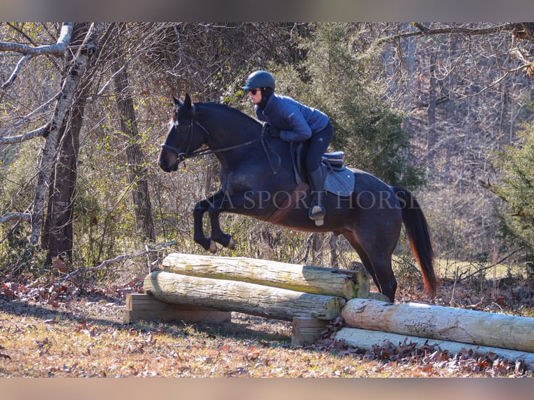 American Quarter Horse Castrone 4 Anni 152 cm Roano blu in Clover, SC