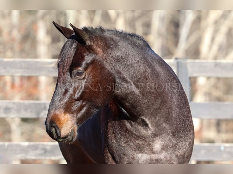 American Quarter Horse Castrone 4 Anni 152 cm Roano blu in Clover, SC