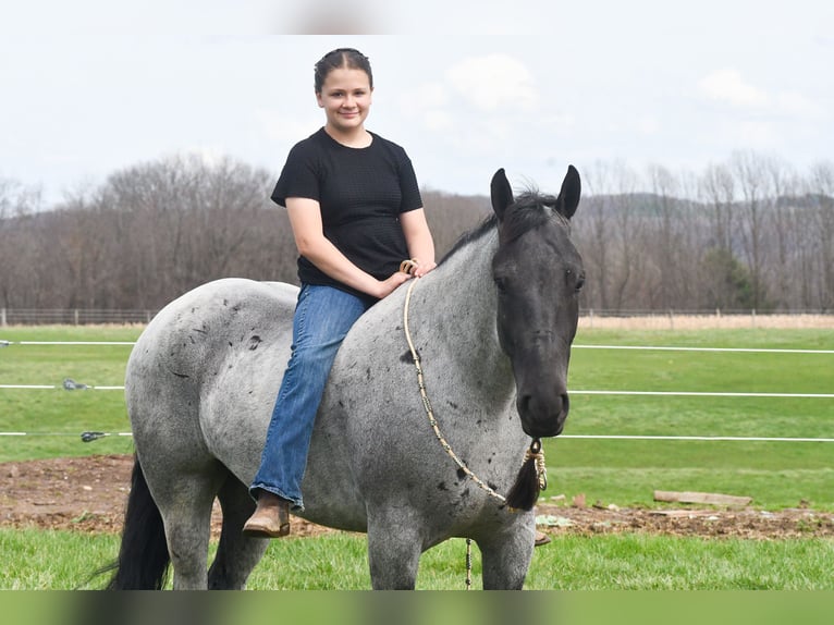 American Quarter Horse Mix Castrone 4 Anni 152 cm Roano blu in Strasburg