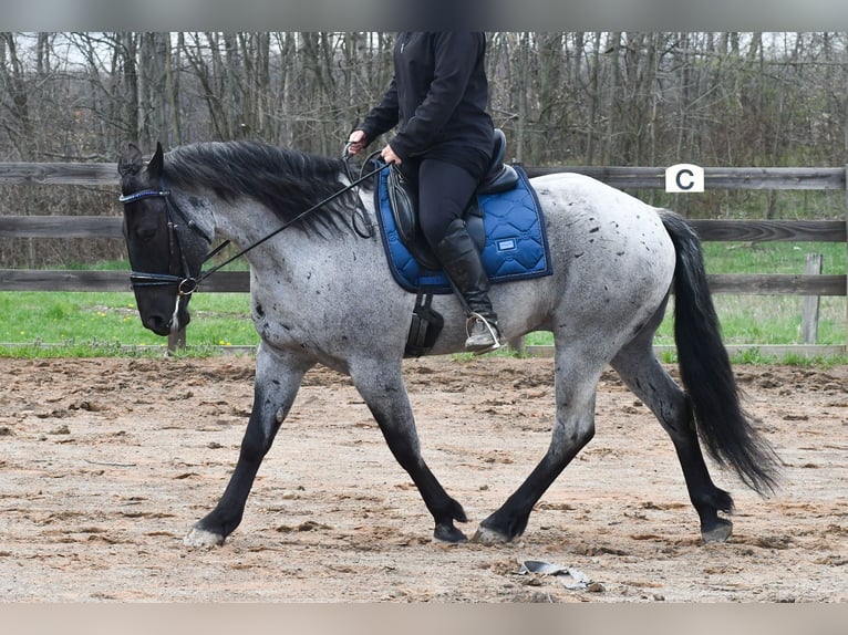 American Quarter Horse Mix Castrone 4 Anni 152 cm Roano blu in Strasburg