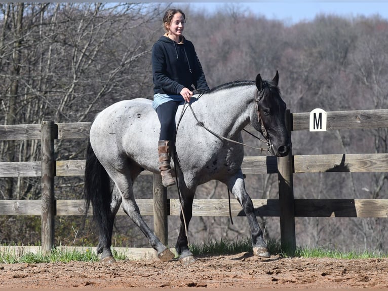 American Quarter Horse Mix Castrone 4 Anni 152 cm Roano blu in Strasburg