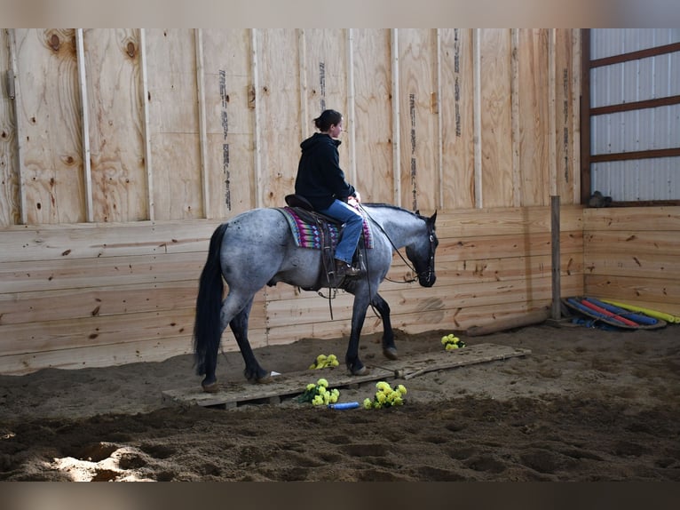 American Quarter Horse Mix Castrone 4 Anni 152 cm Roano blu in Strasburg