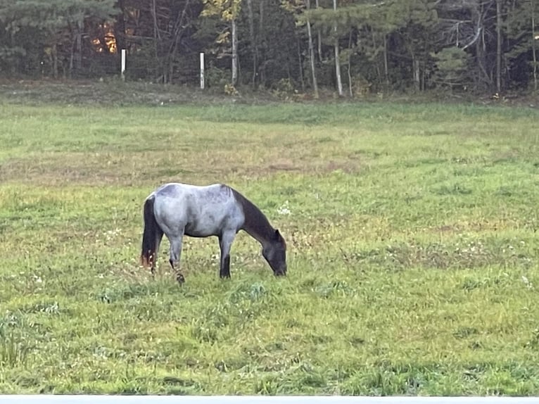 American Quarter Horse Castrone 4 Anni 152 cm Roano blu in Etna ME