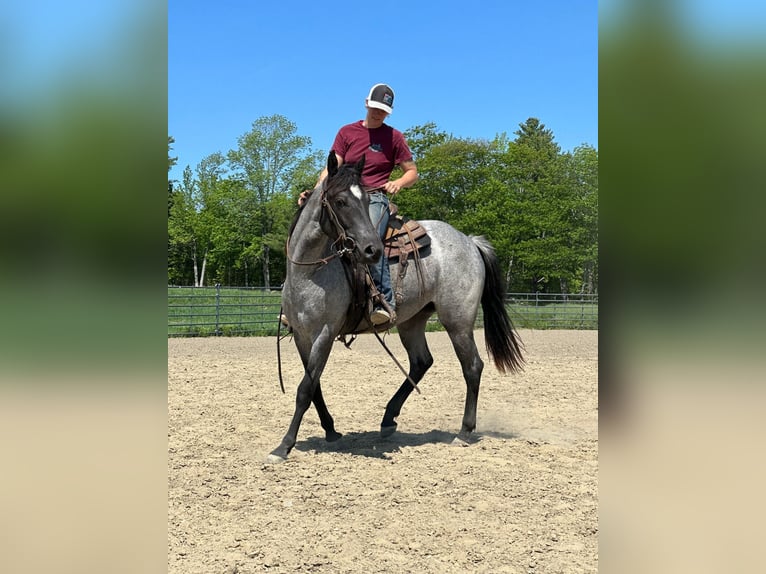 American Quarter Horse Castrone 4 Anni 152 cm Roano blu in Etna ME