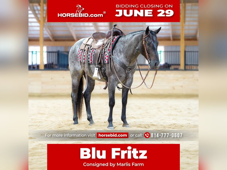 American Quarter Horse Castrone 4 Anni 152 cm Roano blu in Rebersburg