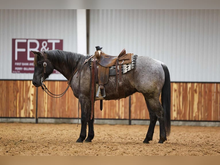 American Quarter Horse Castrone 4 Anni 152 cm Roano blu in Ripley