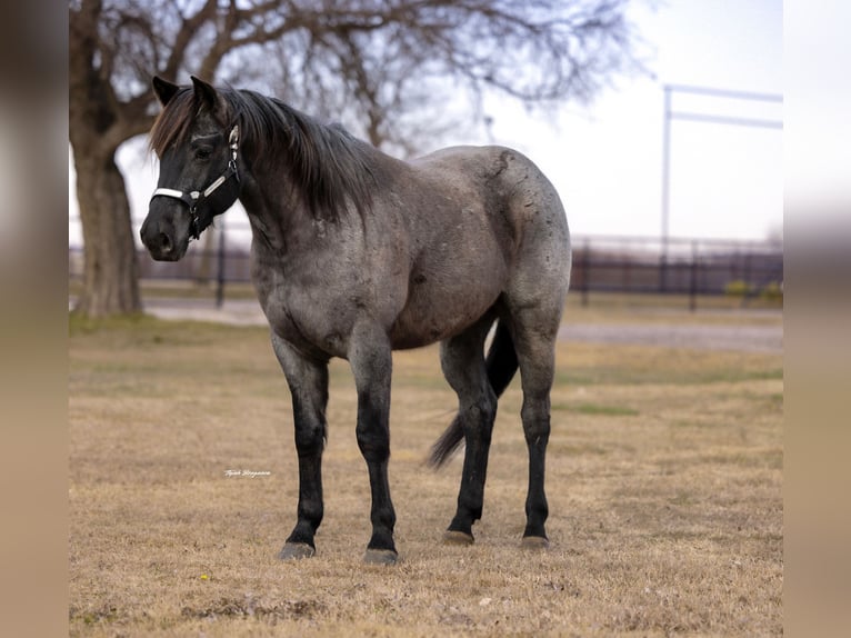 American Quarter Horse Castrone 4 Anni 152 cm Roano blu in Ripley