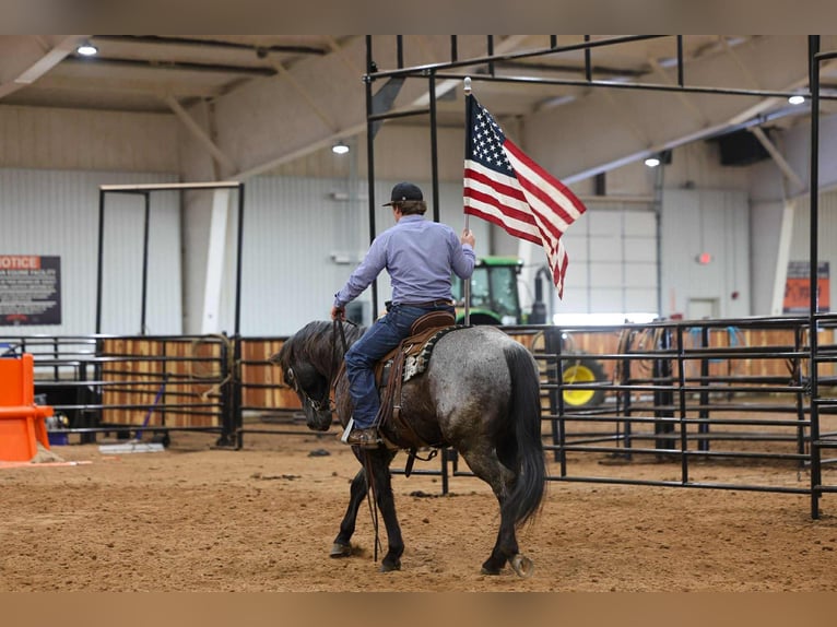 American Quarter Horse Castrone 4 Anni 152 cm Roano blu in Ripley
