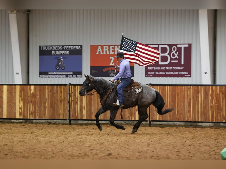 American Quarter Horse Castrone 4 Anni 152 cm Roano blu in Ripley