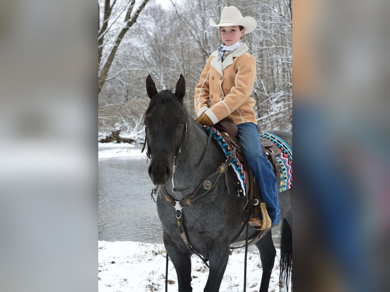 American Quarter Horse Castrone 4 Anni 152 cm Roano blu in Lebanon, PA