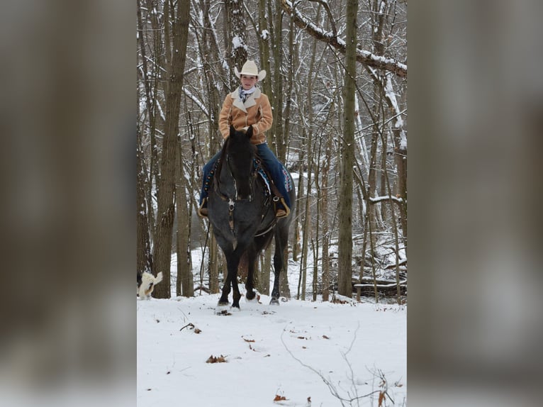 American Quarter Horse Castrone 4 Anni 152 cm Roano blu in Lebanon, PA