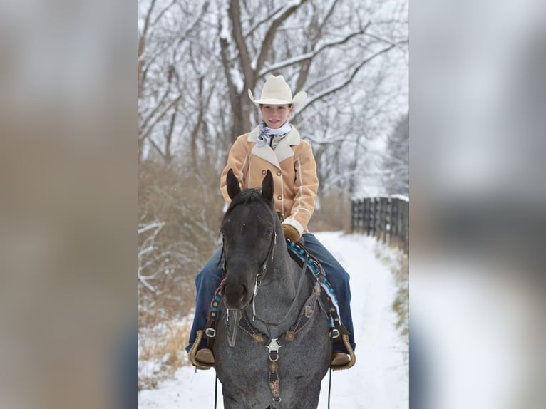 American Quarter Horse Castrone 4 Anni 152 cm Roano blu in Lebanon, PA