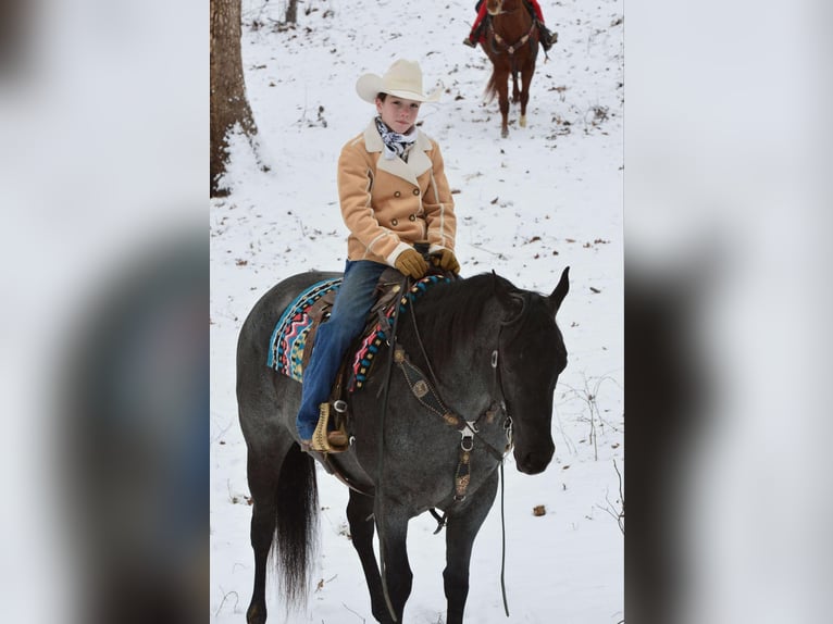 American Quarter Horse Castrone 4 Anni 152 cm Roano blu in Lebanon, PA