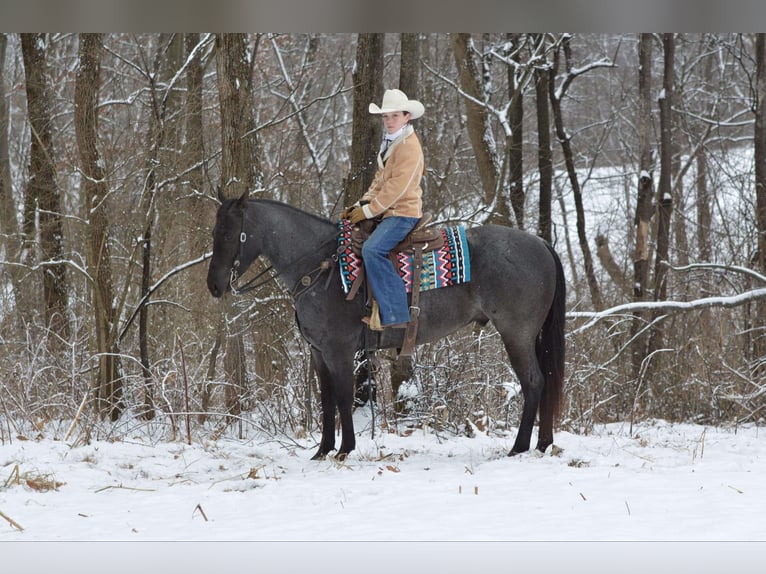 American Quarter Horse Castrone 4 Anni 152 cm Roano blu in Lebanon, PA