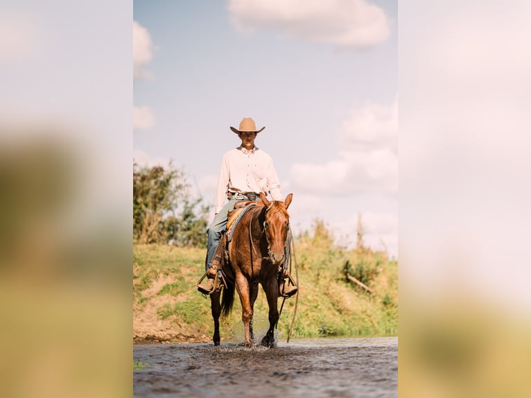 American Quarter Horse Castrone 4 Anni 152 cm Roano rosso in Decorah