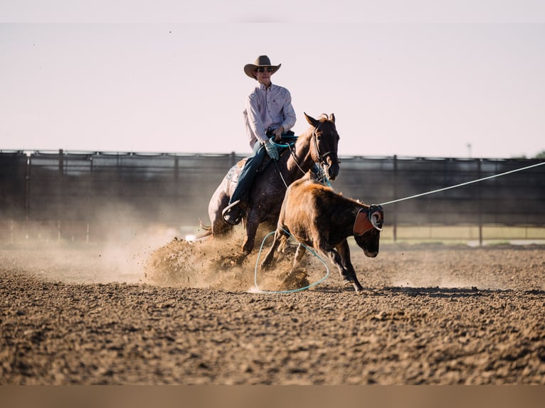 American Quarter Horse Castrone 4 Anni 152 cm Roano rosso in Decorah