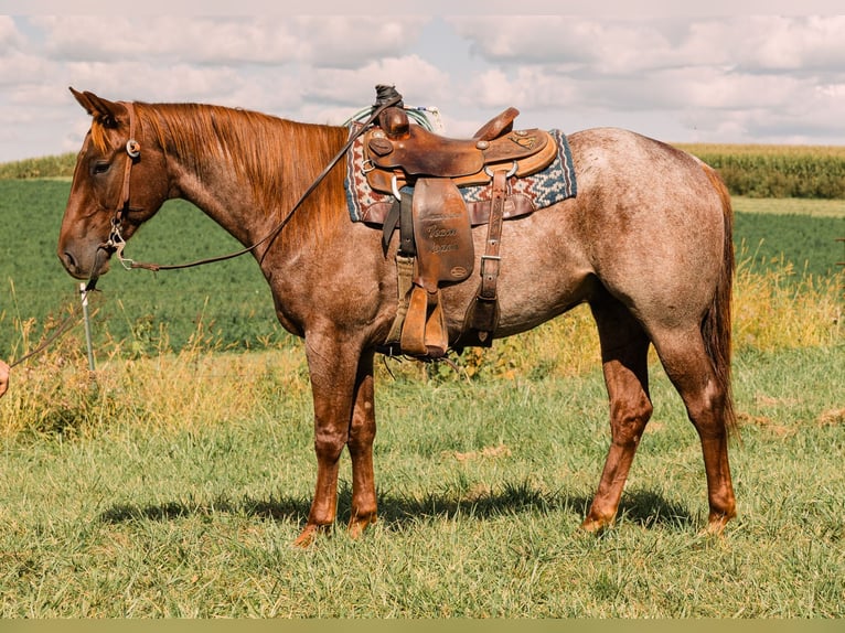 American Quarter Horse Castrone 4 Anni 152 cm Roano rosso in Decorah