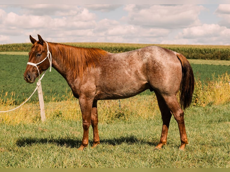 American Quarter Horse Castrone 4 Anni 152 cm Roano rosso in Decorah