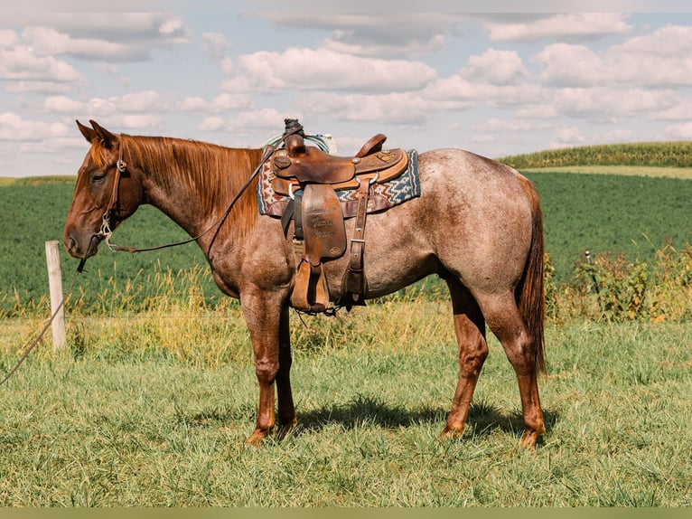 American Quarter Horse Castrone 4 Anni 152 cm Roano rosso in Decorah