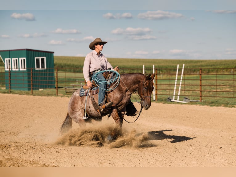 American Quarter Horse Castrone 4 Anni 152 cm Roano rosso in Decorah