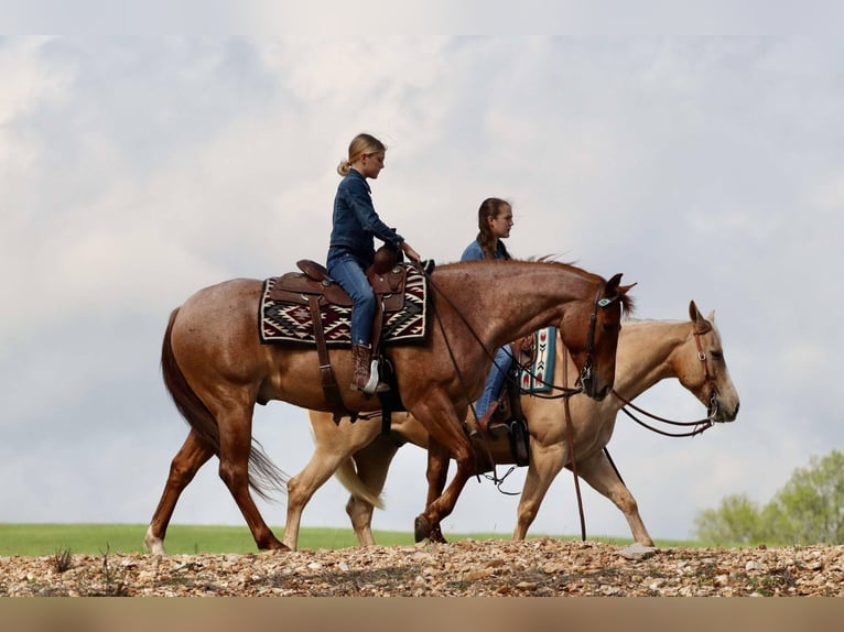 American Quarter Horse Castrone 4 Anni 152 cm Roano rosso in Mount Vernon, MO