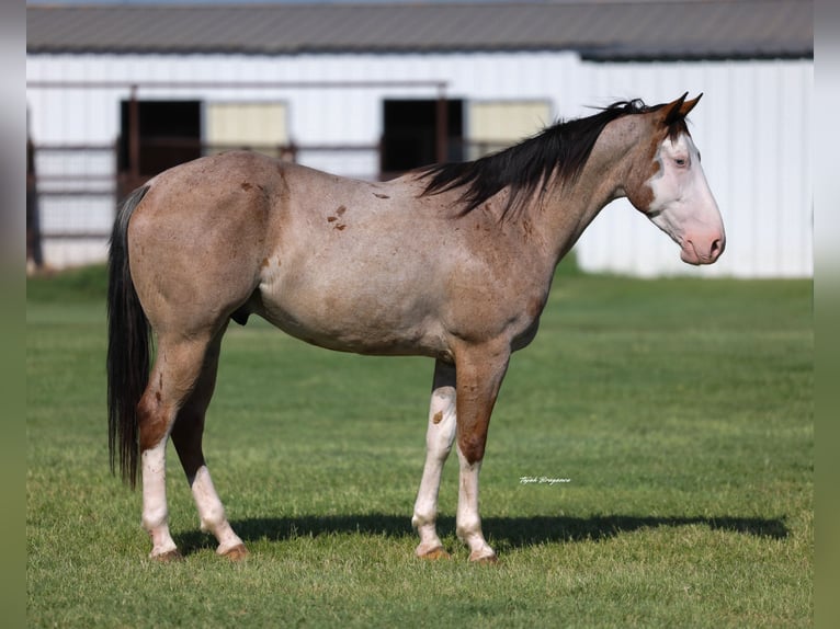 American Quarter Horse Castrone 4 Anni 152 cm Roano rosso in Ripley