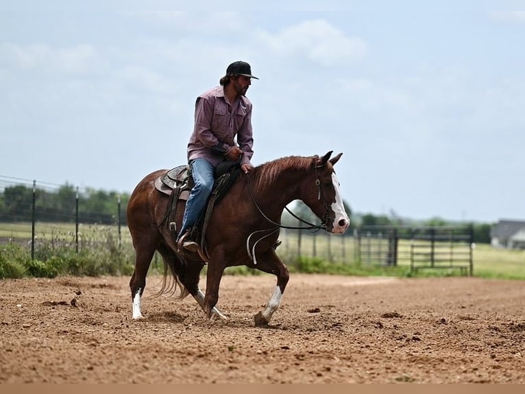 American Quarter Horse Castrone 4 Anni 152 cm Sauro ciliegia in Waco
