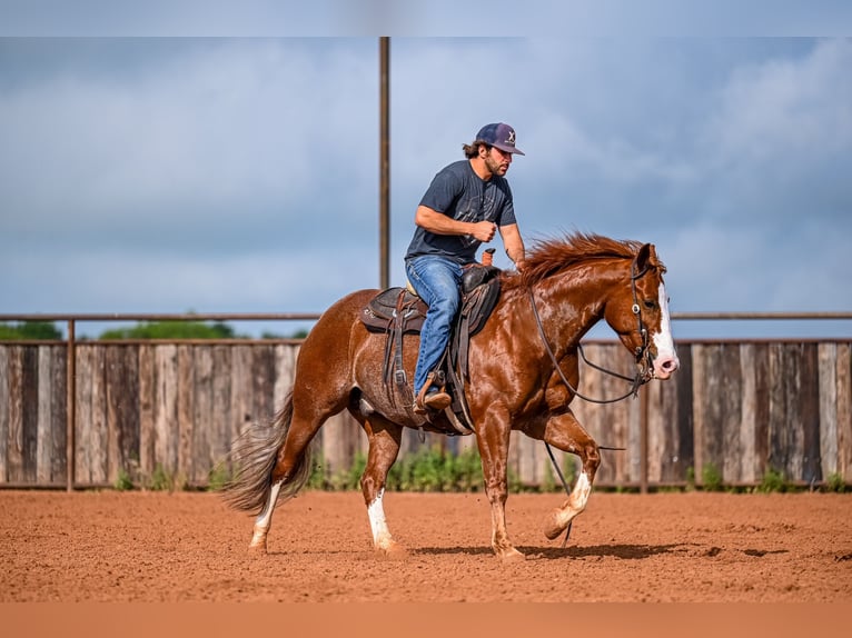 American Quarter Horse Castrone 4 Anni 152 cm Sauro ciliegia in Waco