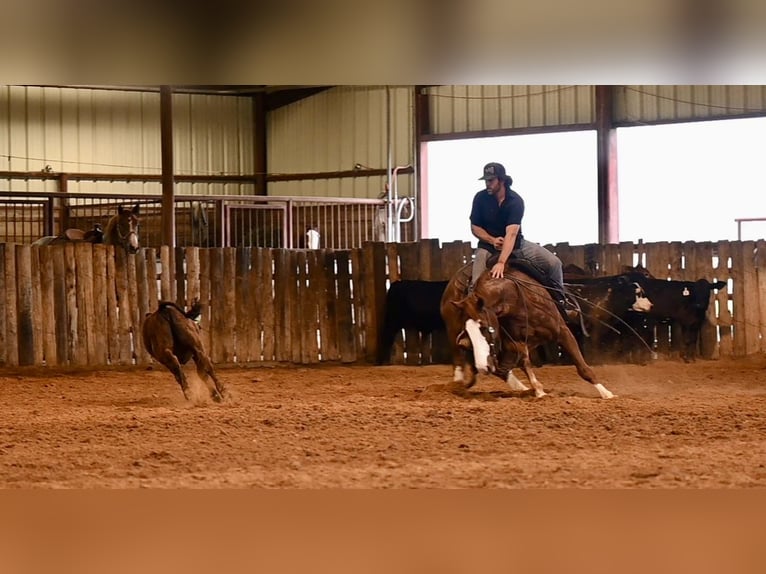 American Quarter Horse Castrone 4 Anni 152 cm Sauro ciliegia in Waco