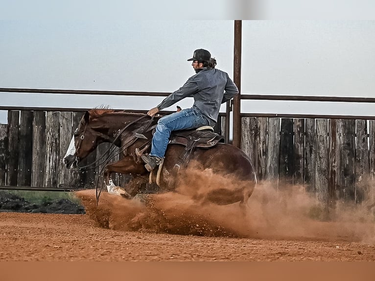 American Quarter Horse Castrone 4 Anni 152 cm Sauro ciliegia in Waco