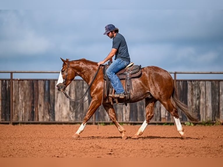 American Quarter Horse Castrone 4 Anni 152 cm Sauro ciliegia in Waco