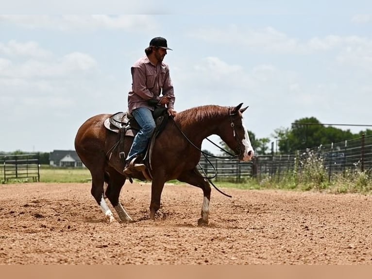 American Quarter Horse Castrone 4 Anni 152 cm Sauro ciliegia in Waco