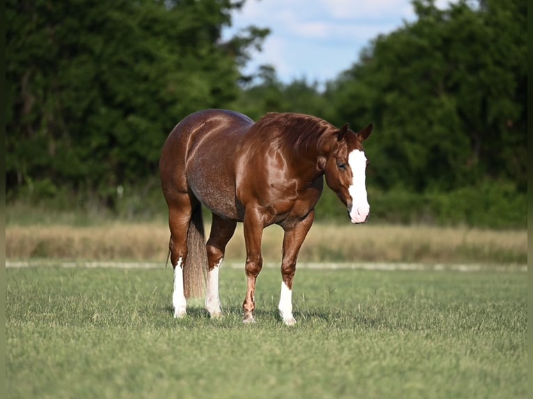 American Quarter Horse Castrone 4 Anni 152 cm Sauro ciliegia in Waco