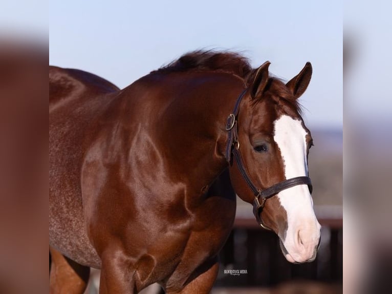 American Quarter Horse Castrone 4 Anni 152 cm Sauro ciliegia in Waco