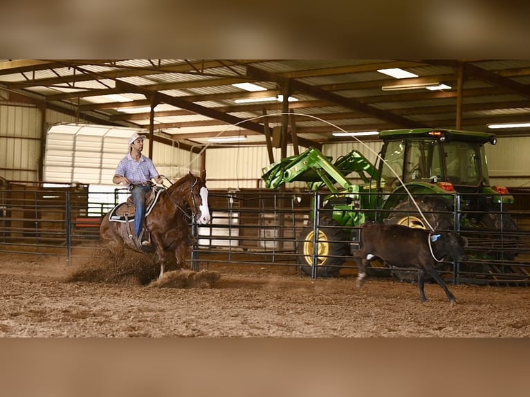 American Quarter Horse Castrone 4 Anni 152 cm Sauro ciliegia in Waco